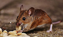 24 Hour & Emergency Exterminators in Pence Springs, WV